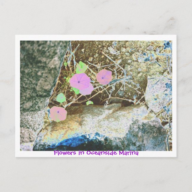 Cartão Postal Flores em Oceanside Marina (Frente)