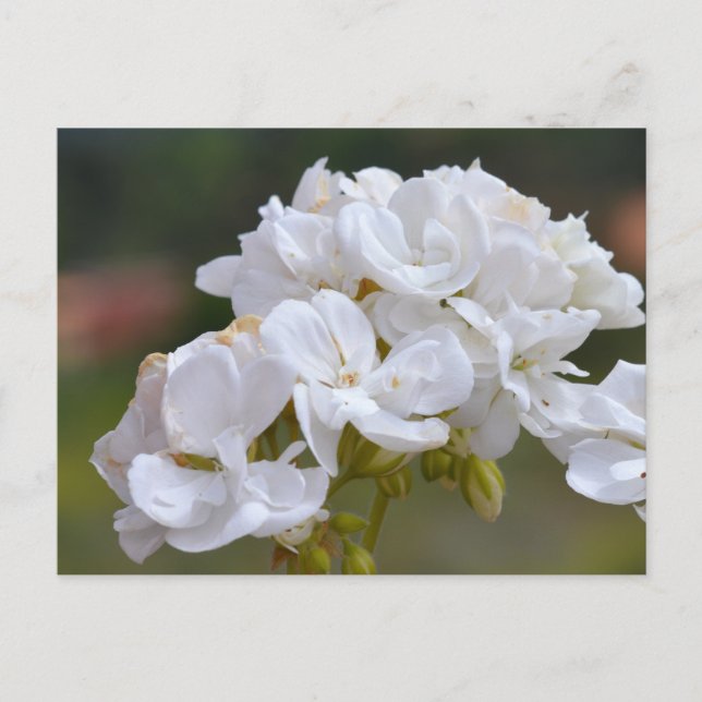 Cartão Postal Flores em Tenerife (Frente)