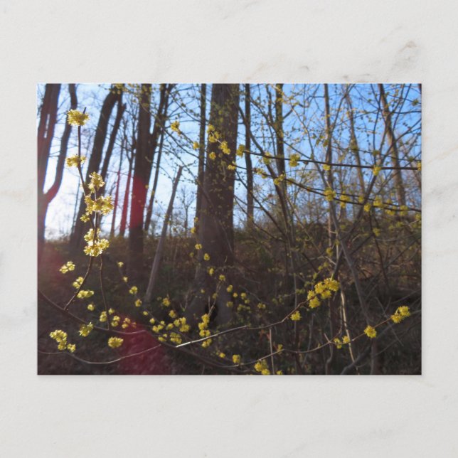 Cartão Postal Flores Espicebush em Primavera (Frente)