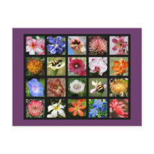 Flores Exóticas de Todo o Mundo