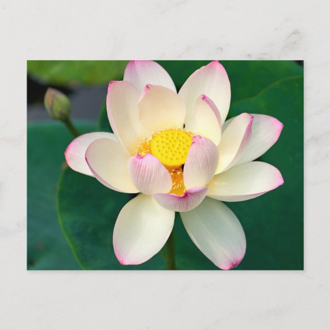 Cartão Postal Flores | Flor de Lótus de Água (Frente)