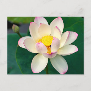 Cartão Postal Flores Flor de Lótus de Água