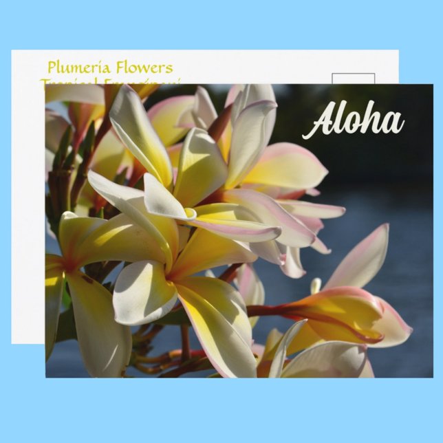 Cartão Postal Flores Florais Aloha Tropicais De Plumeria Frangip (Criador carregado)