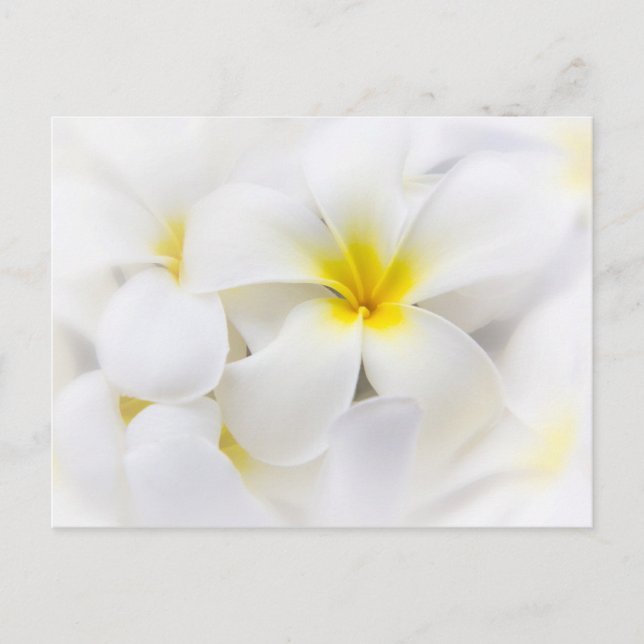 Cartão Postal Flores Flores Brancas Flores Frangipani (Frente)