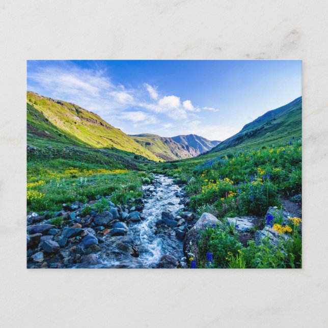 Cartão Postal Flores | Flores silvestres no Colorado (Frente)