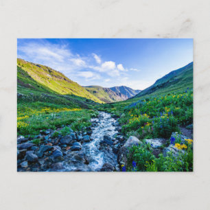Cartão Postal Flores   Flores silvestres no Colorado