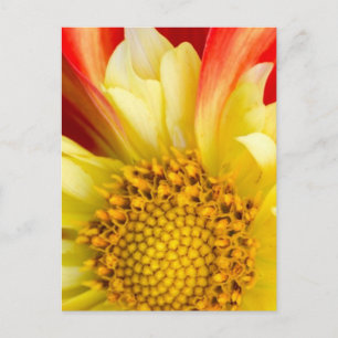 Cartão Postal Flores Folha Floral Natureza Floresta Destino