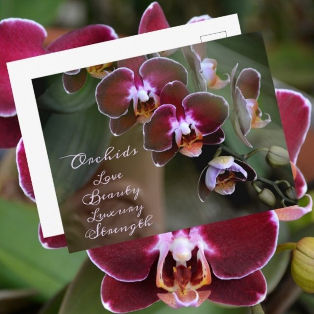 Cartão Postal Flores Fotográficas de Orquídea Maroônica Roxa (Criador carregado)