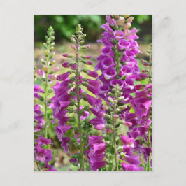 Cartão Postal Flores Foxglove