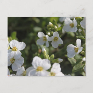 Cartão Postal Flores frescas de jardim de verão brancas e folhas