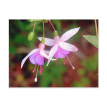 Flores Fuschia