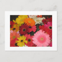 Flores gerbera