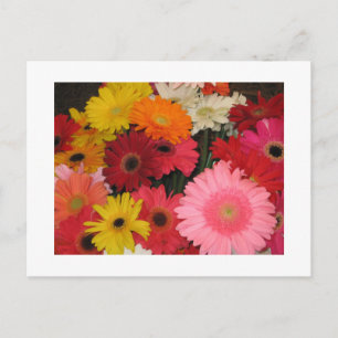 Cartão Postal Flores gerbera
