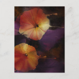 Cartão Postal Flores Gloriosas da Manhã