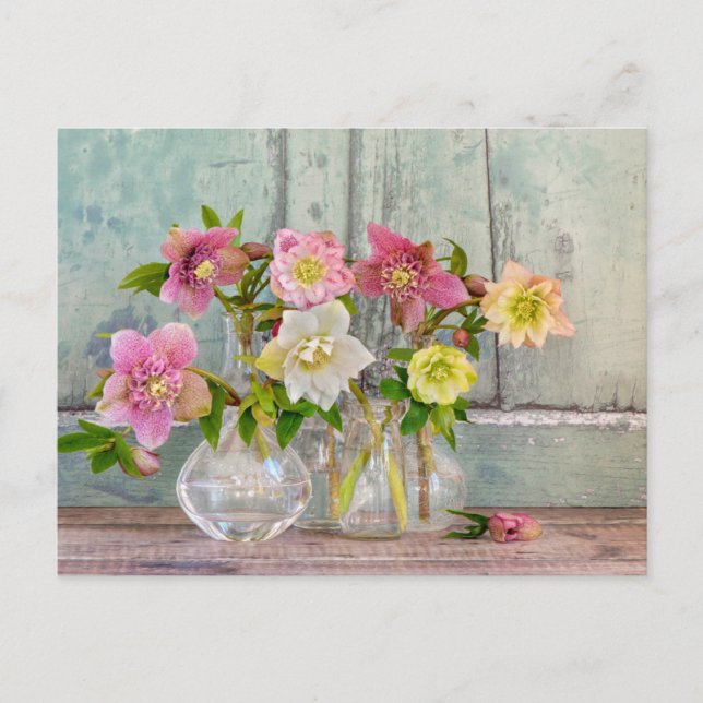 Cartão Postal Flores | Hellebores em Vasos (Frente)