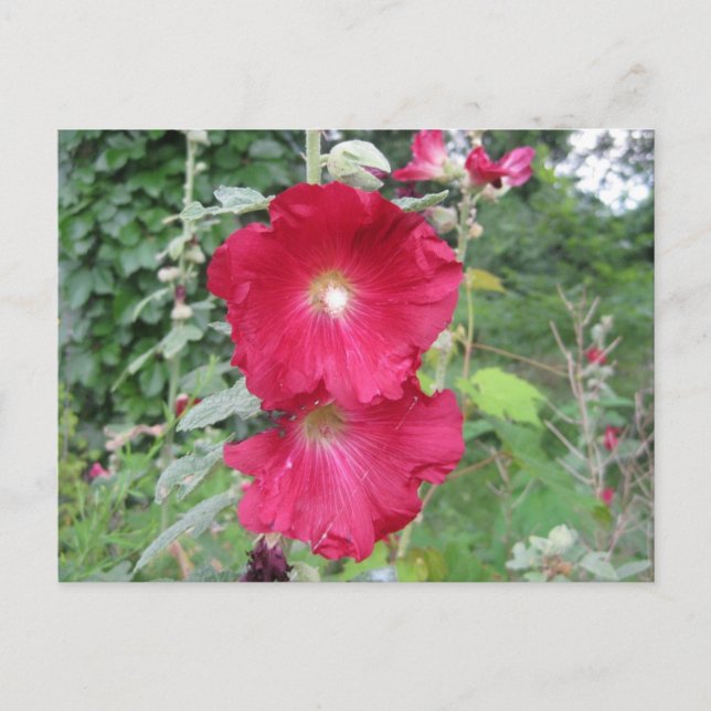 Cartão Postal Flores Hollyhock Antigas, Mochadas (Frente)