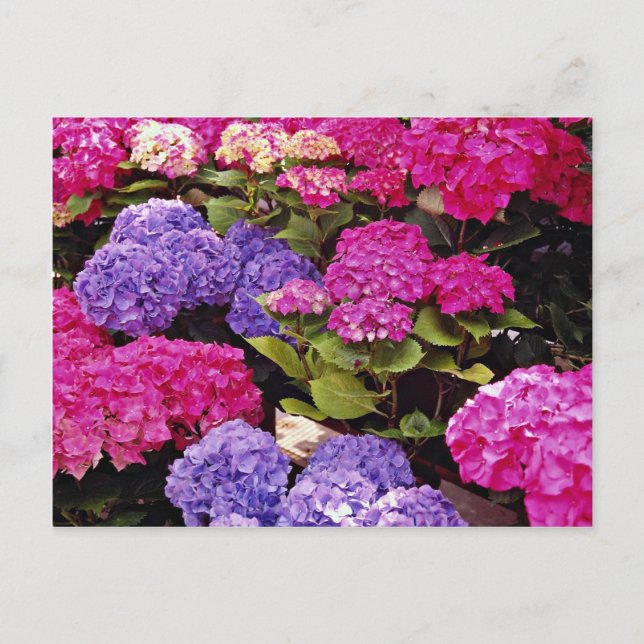 Cartão Postal Flores Hydrangea (Frente)
