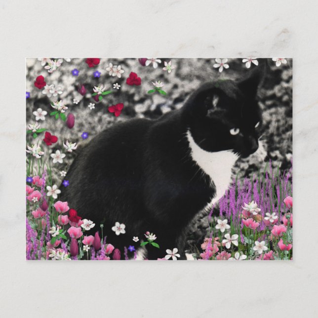 Cartão Postal Flores II - Gato Tuxedo (Frente)