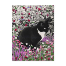 Flores II - Gato Tuxedo Kitty
