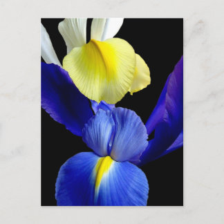 Cartão Postal Flores Iris Azul e Amarelo 4b