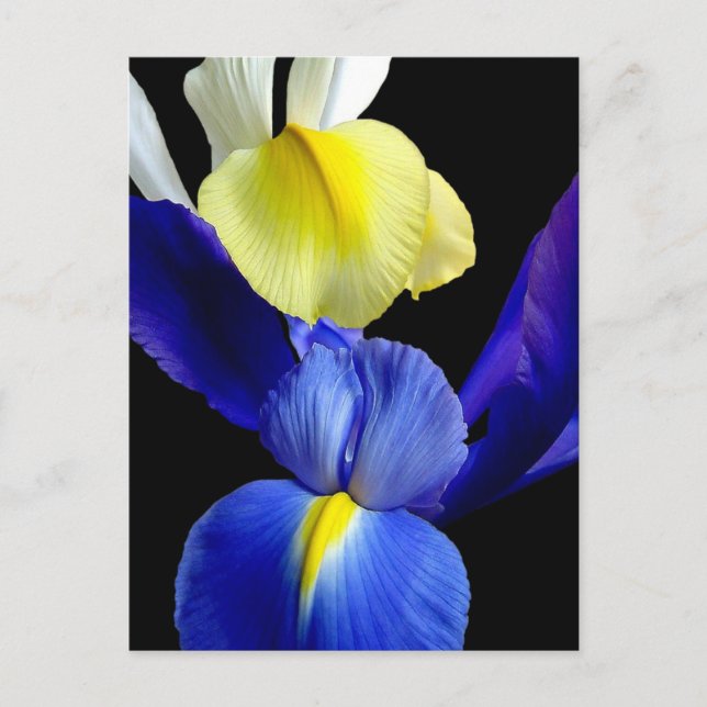 Cartão Postal Flores Iris Azul e Amarelo 4b (Frente)