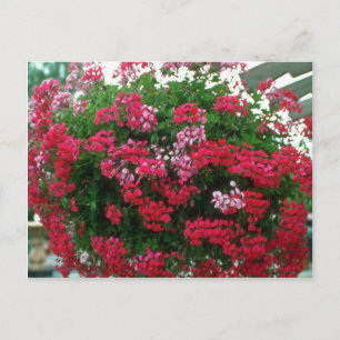 Cartão Postal Flores Ivy Geranium (Pelargonium Peltatum)