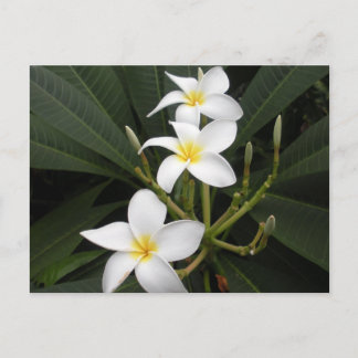 Cartão Postal Flores - Jardins Botânicos Bellingrath