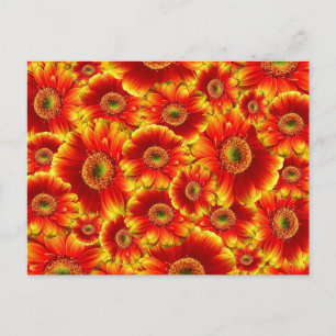 Cartão Postal Flores Laranja Brilhante