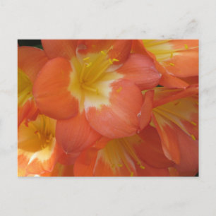 Cartão Postal Flores Laranja e Amarelo no Longwood Gardens, PA