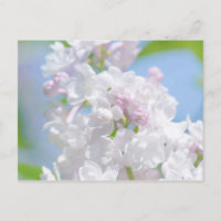 Flores Lilac
