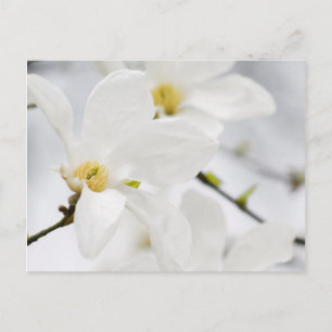 Cartão Postal flores magnólia