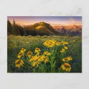 Cartão Postal Flores   Montanha Prado Crested Butte Colorado