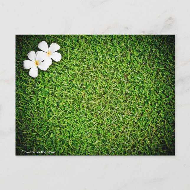 Cartão Postal Flores no gramado (Frente)