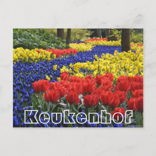 Cartão Postal Flores no Keukenhof, jacintos e nabos