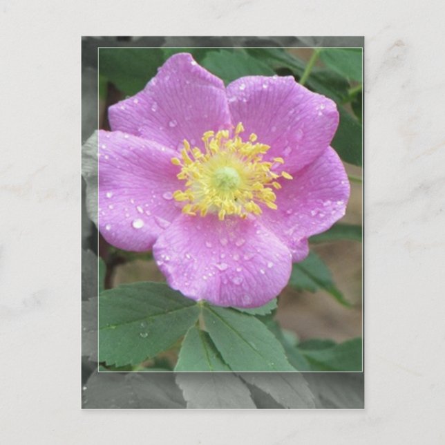 Cartão Postal Flores no lago - Rosa (Frente)