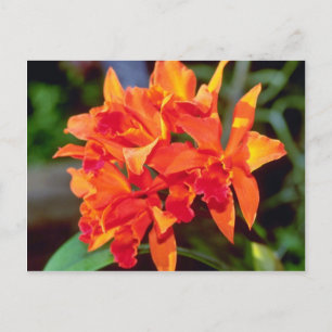 Cartão Postal Flores Orange Cattleya