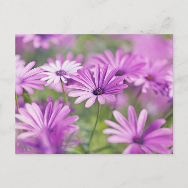 Cartão Postal Flores osteospermum (Frente)