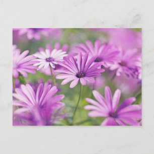 Cartão Postal Flores osteospermum
