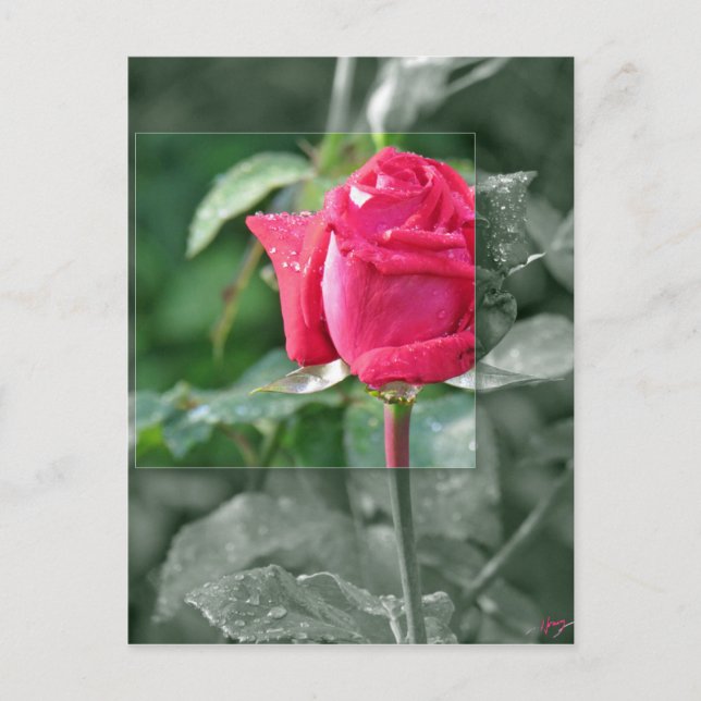 Cartão Postal Flores pelo lago - botão da rosa vermelha (Frente)