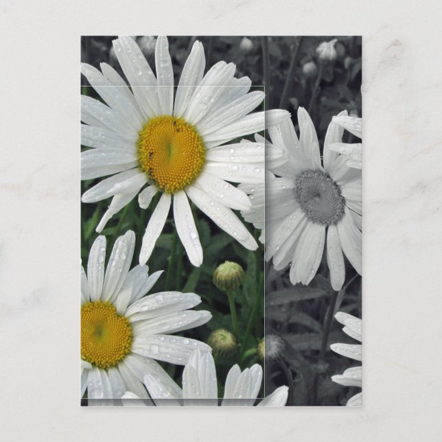 Cartão Postal Flores pelo lago - margaridas (Frente)