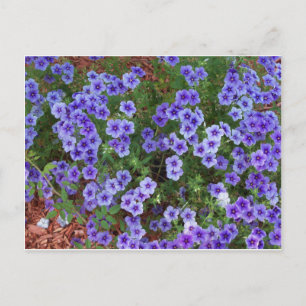 Cartão Postal Flores Phlox roxas em um