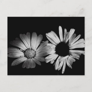 Cartão Postal Flores Pretas e Brancas