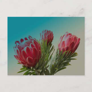 Cartão Postal Flores Protea