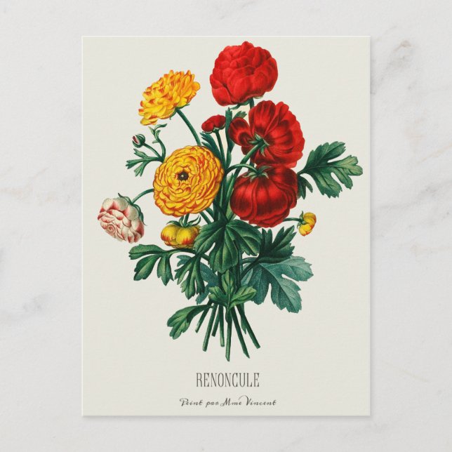 Cartão Postal Flores Ranunculus, Vermelhas e Amarelas, Buquês An (Frente)