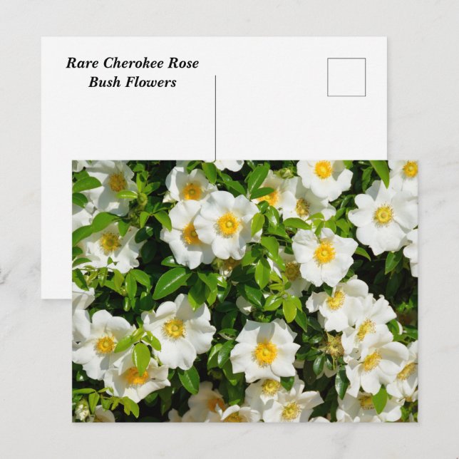 Cartão Postal Flores raras de Rosa Cherokee (Frente/Verso)
