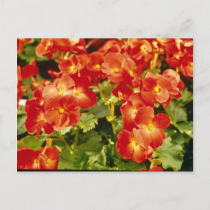 Cartão Postal Flores Red Begonia X Rex Cultorum (Rex Begonia)