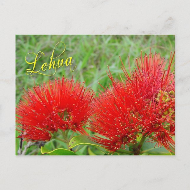 Cartão Postal Flores Red Lehua em Maui (Frente)