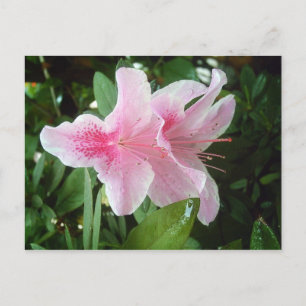 Cartão Postal Flores Rhododendron