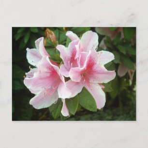 Cartão Postal Flores Rhododendron