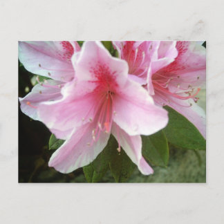 Cartão Postal Flores Rhododendron